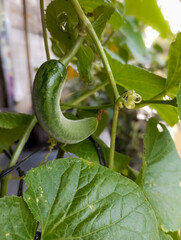 The new suri cucumber plant is bearing small fruit