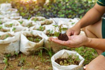Strawberry seedlings in the hands of a gardener who is selecting seedlings from seed bags to plant...