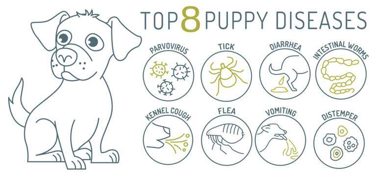 Common canine diseases. Informative infographics. Medical poster