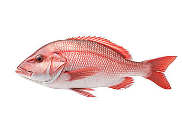 Obraz premium Snapper Fish Isolated