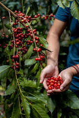 planta fruto y cosecha de café