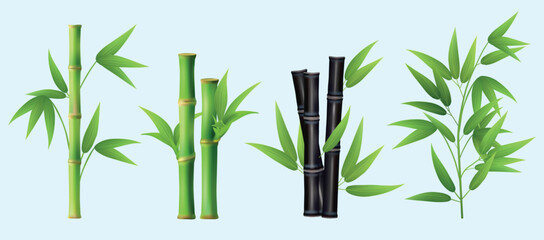Bamboo. Realistic plants different types of bamboo decent vector pictures collection - obrazy, fototapety, plakaty