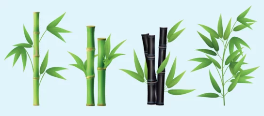 Foto op Canvas Bamboo. Realistic plants different types of bamboo decent vector pictures collection © ONYXprj