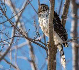 Hawk perches on a barren tree branch in the wintertime