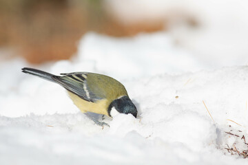 Bird in the wilderness.