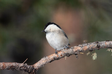 Bird in the wilderness.