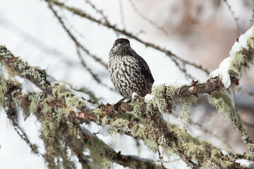 Bird in the wilderness.