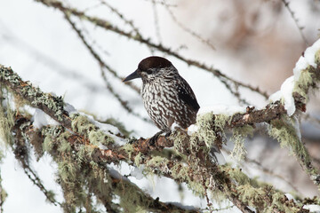 Bird in the wilderness.