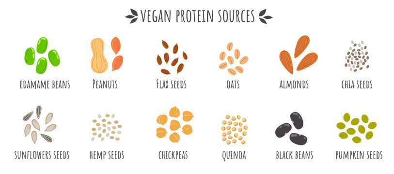 Vegan protein sources, edamame beans, peanuts, flax seeds, oats, almonds, chia seeds, sunflower seeds, hemp, chickpeas, pumpkin seed. Cartoon vegan healthy food. supplements for vegetarians.
