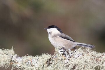 Bird in the wilderness.