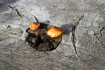mushrooms growing from the spongy decaying center of an old tree stump in the sun