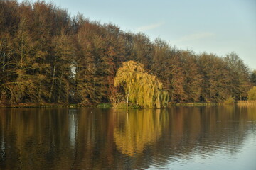 Fototapeta na wymiar L'arbre au feuillage doré se reflétant dans les eaux d'un des étangs à la fin de l'automne au parc de Tervuren à l'est de Bruxelles 