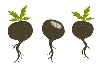 Black maca or Peruvian ginseng plant. Healthy root vegetable. white background. Natural remedy vector graphic. Flat cartoon illustration isolated on white background. - obrazy, fototapety, plakaty