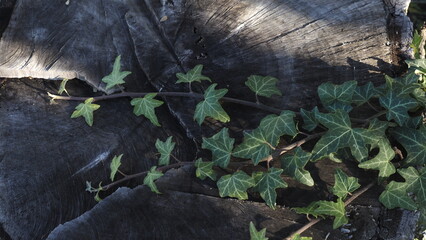 ivy leaf natural background