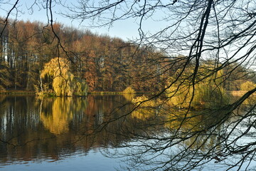 L'arbre au feuillage doré se reflétant dans les eaux d'un des étangs à la fin de l'automne au parc de Tervuren à l'est de Bruxelles 