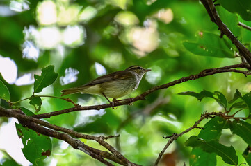 Low angle view of bird perching on tree