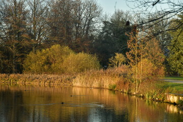 Fototapeta na wymiar Végétation luxuriante et roseaux le long des berges d'un des étangs sous la lumière du coucher de soleil d'automne au parc de Tervuren 