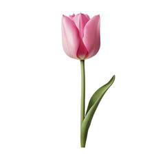 tulip with Stem pink, isolated on transparent background