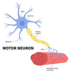 The anatomy of Motor neuron cell cause Parkinson's disease with gene mutation neuropathy that sensory myelinated affect to insomnia depression and reflex arc action signal test in neurological - obrazy, fototapety, plakaty