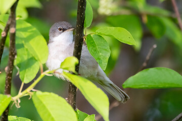 Common whitethroat