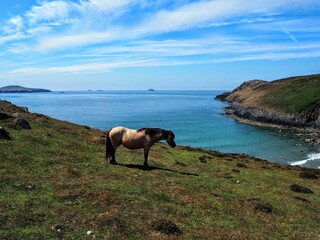 Wild pony in Wales, on the Coastal Path in Summer