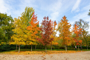 Autumn. Autumn landscape. Autumn colors. Forest route. Orange color tree, red brown maple leaves in...