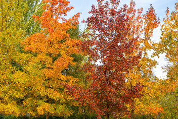 Autumn. Autumn landscape. Autumn colors. Forest route. Orange color tree, red brown maple leaves in autumn city park. Beautiful orange and yellow leaves. Blurry park. Autumn natural background. 2023.