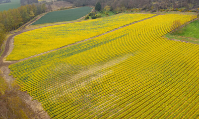 Daffodil crop in field at a rural agriculture farmland