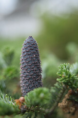 Cones of a Korean fir tree with blurred background