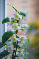 Indoor pink flower Orchid in a pot is on the windowsill by the window.