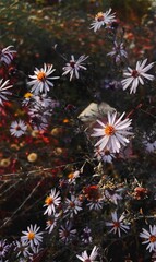 Vertical shot of delicate American asters (Symphyotrichum) on the blurred background