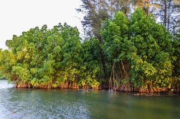 Cluster of mangrove trees