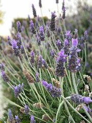 Fototapeta premium Vertical closeup shot of an English lavender plant found growing in the wild