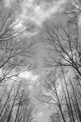 Low-angle shot of bare treetops in a forest, with a cloudy sky in the background, in a grayscale