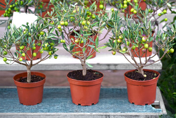 Nice. French market. Olive in a pot for sale. Pots with a small olive tree are sold