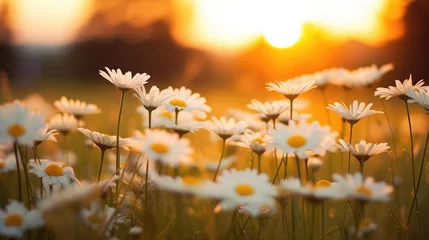 Foto auf Leinwand The landscape of white daisy blooms in a field with the focus on the setting sun The grassy meadow is blurred creating a warm © Charlie