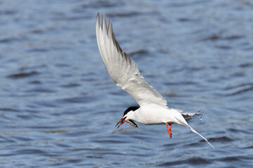 Common tern