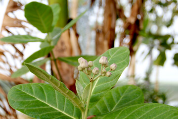 Calotropis gigantea plant, with fruit and flowers. Crown flower. leaves of the Cotinus coggygria.