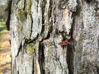 Red insect on a tree