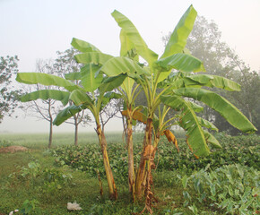 Obraz premium Banana tree plantation. Banana Garden is growing up in village side.