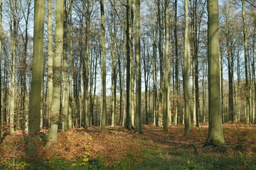 Jeunes hêtres au troncs très élancés dans la forêt de Soignes en fin d'automne à Groenendael au sud-est de Bruxelles