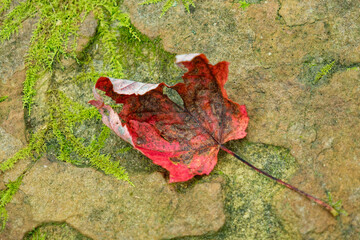 Fallen red leaf on a rock