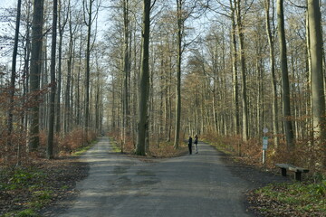 Jeunes hêtres au troncs très fins le long d'un chemin pour la promenade à la forêt de Soignes...