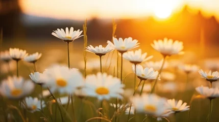 Fototapeten The landscape of white daisy blooms in a field with the focus on the setting sun The grassy meadow is blurred creating a warm © Fred