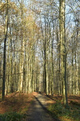 Jeunes hêtres au troncs très fins le long d'un chemin pour la promenade à la forêt de Soignes à Groenendael 