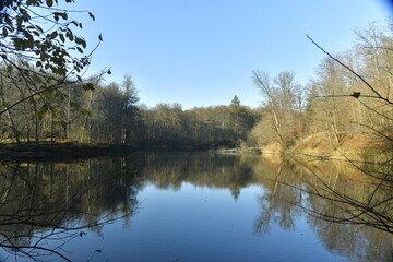 Fototapeta na wymiar L'un des étangs en pleine forêt de Soignes à l'arboretum de Groenendael au sud-est de Bruxelles