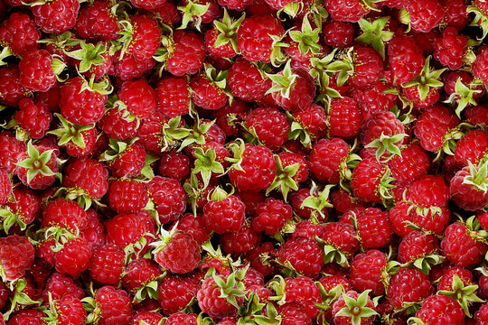 Raspberries. Ripe Raspberry Background. Full Depth of Field. Nature red background