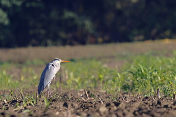 airone al mattino