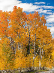 Forest of aspen trees in full fall color