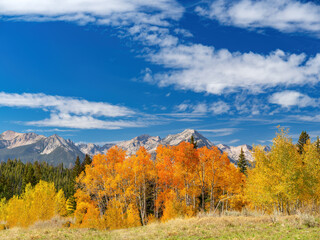 Fototapeta premium Autumn trees and Sawtooth mountain backdrop